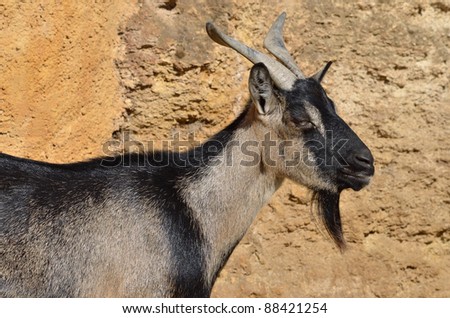 Portrait brown and black goat (Capra aegagrus) viewed of profile