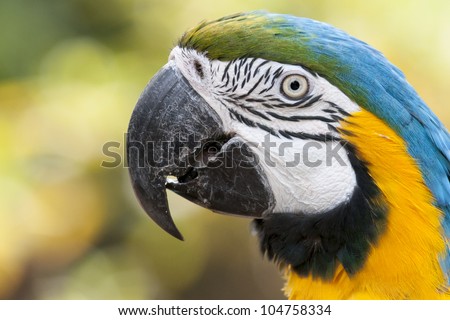 Macaw parrot with yellow and blue feathers - isolated on a beautiful background