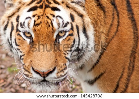 Cute tiger cub