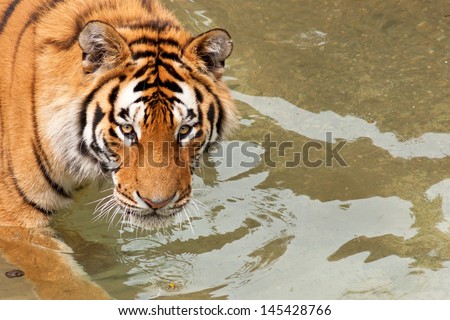 Cute tiger - in water