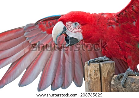 Macaw parrot with colorful feathers - isolated on white background