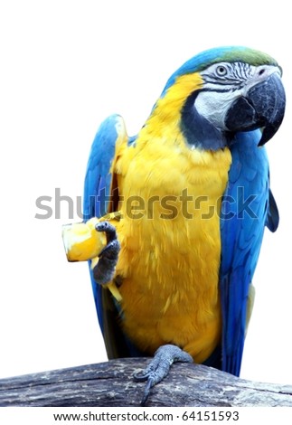 beautiful tropical parrot closeup, isolated on white background