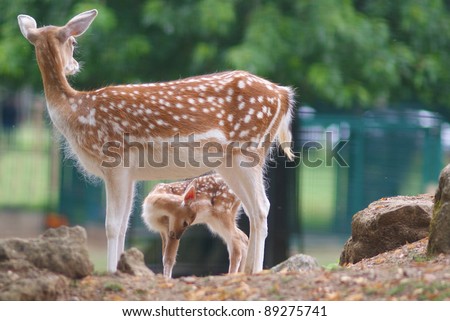 Deer and cute fawn - entitled My mother my shelter