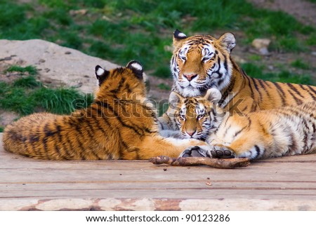Tiger family, mother and cubs