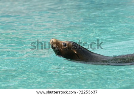 Roaring sea lion - seal