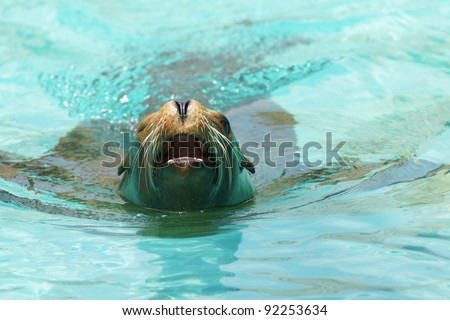 Roaring sea lion - seal
