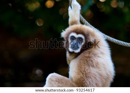 A sad monkey (Orangutan)