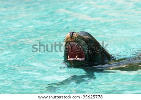 Roaring sea lion (seal) in water