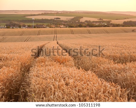 Fertile plains with rich harvests of grain just before harvest