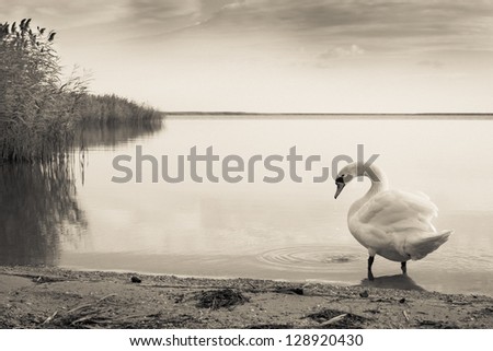 Swan goes into the calm waters of reed lake