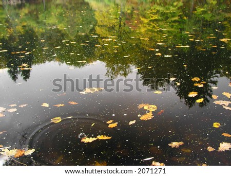 the lake at the autumn  with float yellow leaves; bubble on mirror-like surface; water mirror trees on the other side of the lake