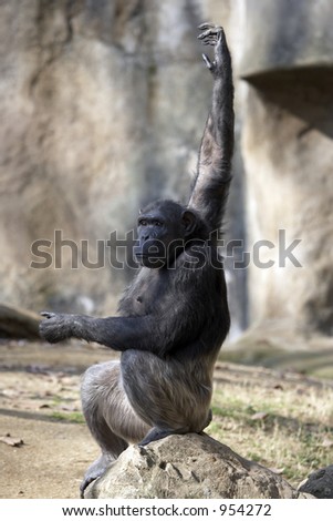 chimpanzee in the zoo