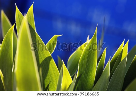 spring green leaves in garden against royal blue background