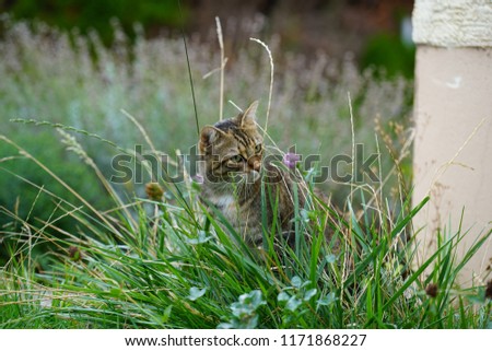 Similar – Foto Bild Mitteleuropäisch Kurzhaar Katze schleicht sich an ihre Beute an, mit blick Direkt in die Kamera