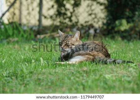 Similar – Foto Bild Mitteleuropäisch Kurzhaar Katze schleicht sich an ihre Beute an, mit blick Direkt in die Kamera