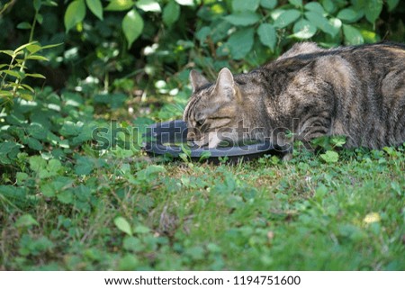 Similar – Foto Bild Mitteleuropäisch Kurzhaar Katze schleicht sich an ihre Beute an, mit blick Direkt in die Kamera