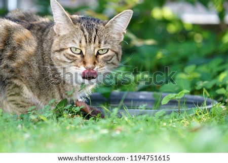 Similar – Foto Bild Mitteleuropäisch Kurzhaar Katze schleicht sich an ihre Beute an, mit blick Direkt in die Kamera