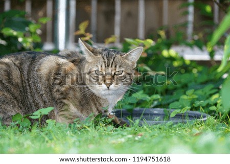 Foto Bild Mitteleuropäisch Kurzhaar Katze schleicht sich an ihre Beute an, mit blick Direkt in die Kamera