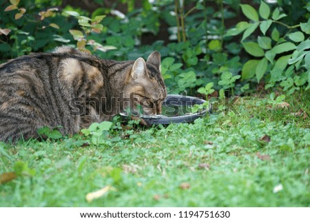 Similar – Foto Bild Mitteleuropäisch Kurzhaar Katze schleicht sich an ihre Beute an, mit blick Direkt in die Kamera