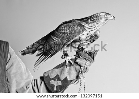 Brown hawk sitting on falconer\'s hand on gray background black and white