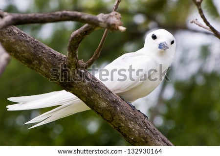 Fairy tern bird, holy ghost bird (Sterna nereis) sitting on the branch in the forest