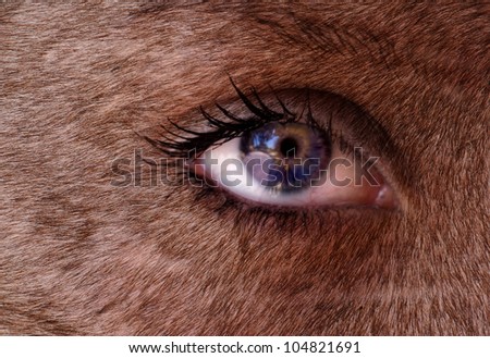 closeup of a Woman\'s eye with fur on skin as if a wolf woman