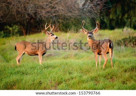 Black-tailed deer bucks