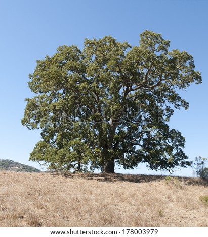 single live Oak tree in California