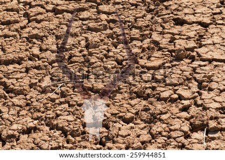Double exposure of an impala skull over cracked dried earth due to a world drought and climate change, illustrating the effects it has on wildlife