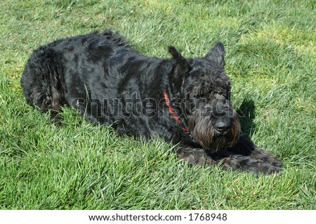Rufus, a Giant Black German Schnauzer