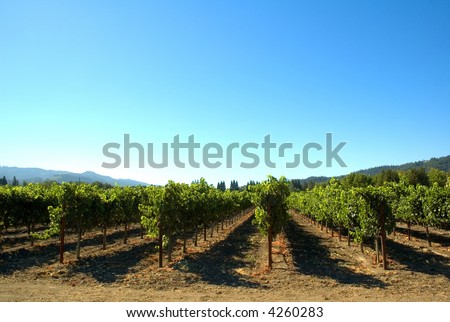 Rows of supported and trained vines in a terraced vineyard in hills of Northern California