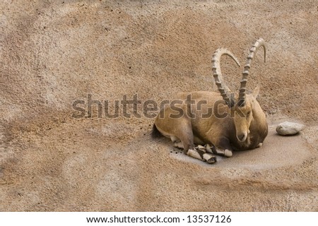 Scimitar horned Ibex resting on a small ledge on steep rock face