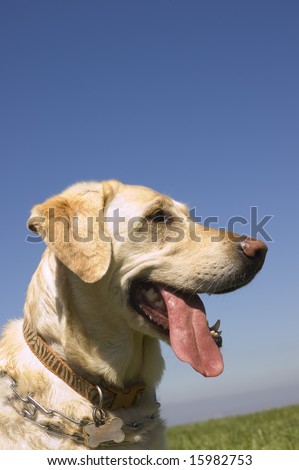 A female White Labrador dog looking quizzically as it lays down isolated on black