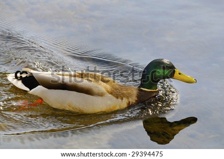 Male Mallard duck swimming in clear pond water with reflection creating his own wake