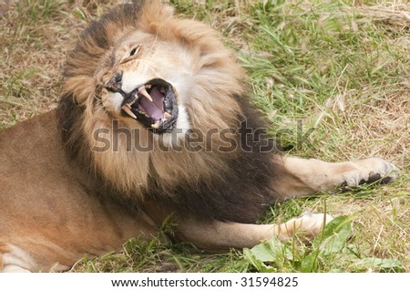 African lion roaring