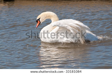 Male mute swan flapping wings in the water in a display of aggression
