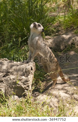 Meerkat standing on a rock to get a better view