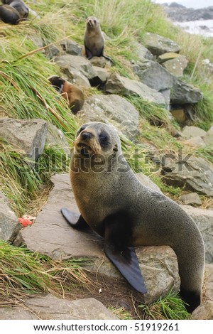New Zealand Sea Lion (Phocarctos hookeri) colony resting on rugged shoreline in New Zealand\'s South Island