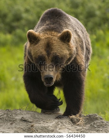 Grizzly bear (Ursus Arctos)