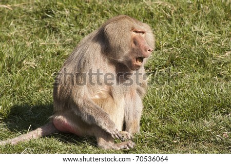 Baboon with its mouth open communicating to others