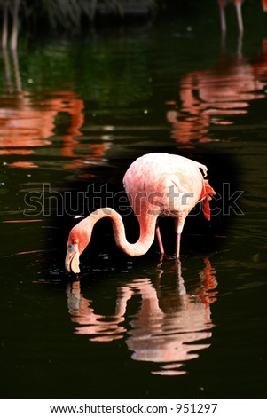 wild animals at the zoo of copenhagen, pink flamingo