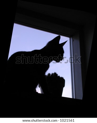 silhouette of cat in a window
