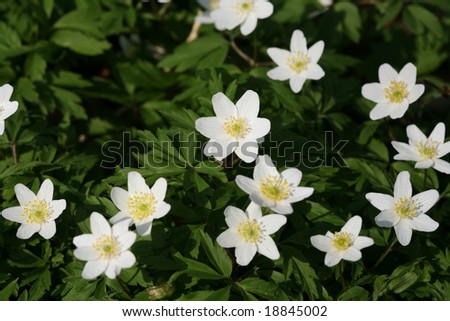 closeup picture of  flowers in a garden in spring in denmark