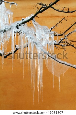 iced tree and yellow background  in denmark a winter day