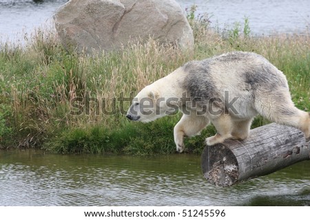 Wild animals in a nature park in denmark in the summer, white bear