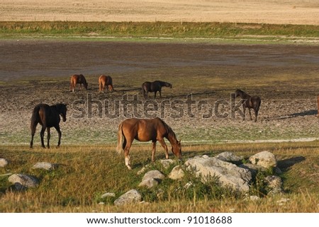 Nature in south Sweden in the province of Sk?ne, horses on a field