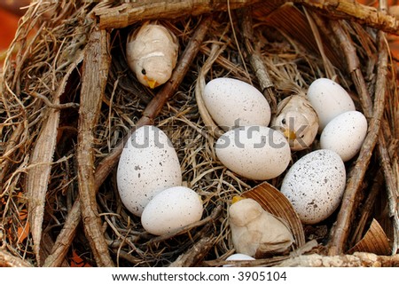 nest with baby birds and eggs