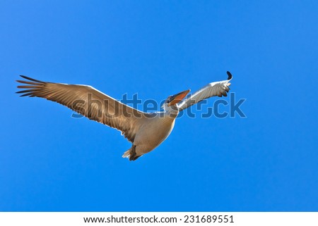 Dalmatian Pelican  in flight on a blue sky. Danube Delta, Romania