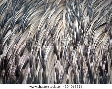 Emu feathers closeup