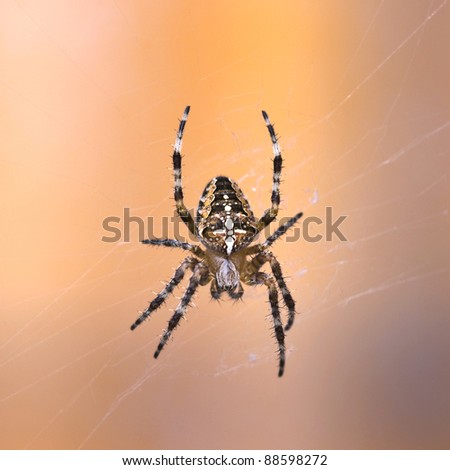 Spider on the web over colorful background